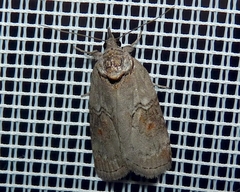 Nycteola asiatica