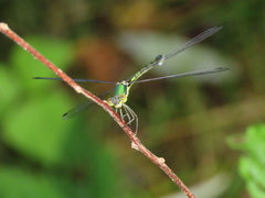 Lestes temporalis