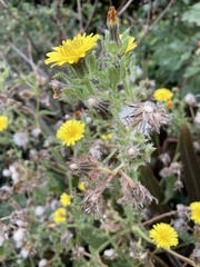 Helminthotheca echioides