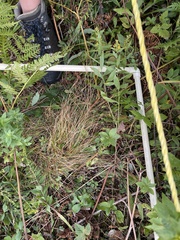 Carex brunnescens sphaerostachya