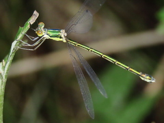 Lestes temporalis