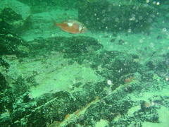 Chrysoblephus laticeps