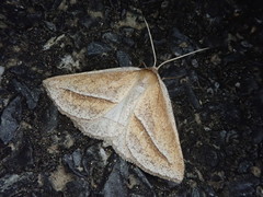 Chariaspilates formosaria