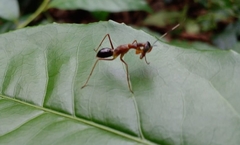 Hapalopezella maculata