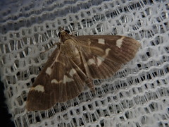 Herpetogramma luctuosalis
