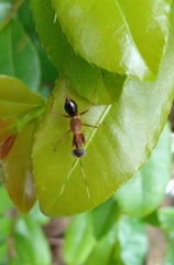 Hapalopezella maculata