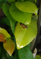 Hapalopezella maculata