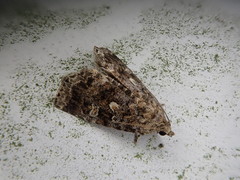 Protodeltote inexpectata