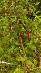 Fuchsia magellanica