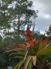 Tillandsia imperialis