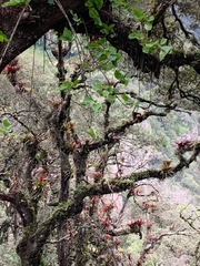 Tillandsia imperialis
