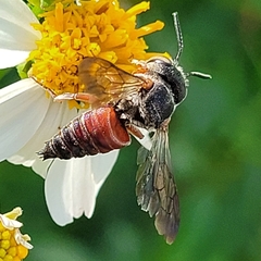 Coelioxys slossoni slossoni