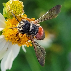 Coelioxys slossoni slossoni