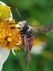Coelioxys slossoni slossoni