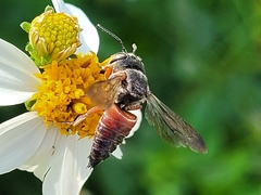 Coelioxys slossoni slossoni