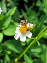 Coelioxys slossoni slossoni