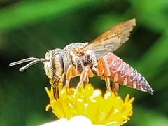 Coelioxys slossoni slossoni