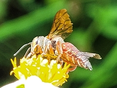 Coelioxys slossoni slossoni