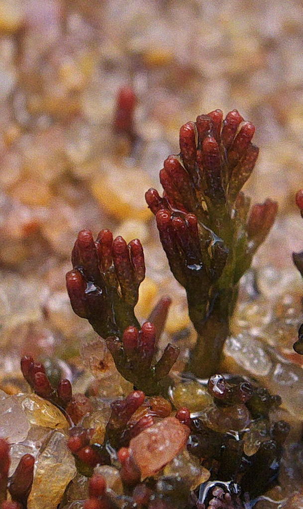 Laurencia natalensis