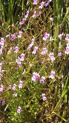 Stylidium fluminense