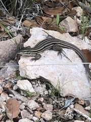 Aspidoscelis exsanguis