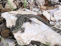 Aspidoscelis exsanguis