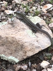 Aspidoscelis exsanguis