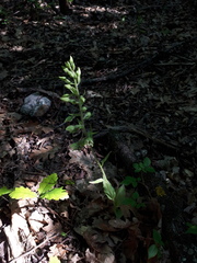 Epipactis krymmontana
