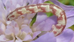 Eupithecia centaureata