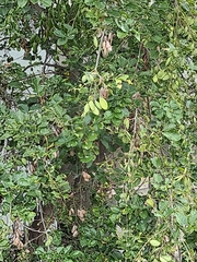 Kigelia africana