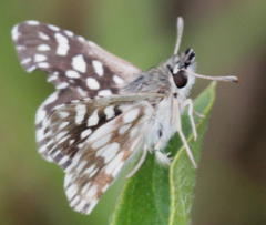 Ernsta colotes transvaaliae