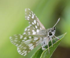 Ernsta colotes transvaaliae