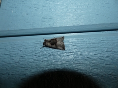Autographa ampla