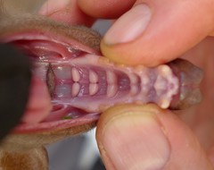 Epomophorus crypturus