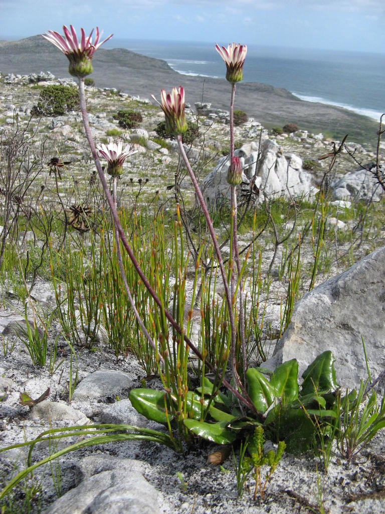 Peninsula Gerbera
