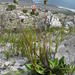 Peninsula Gerbera - Photo (c) Nick Helme, some rights reserved (CC BY-SA), uploaded by Nick Helme