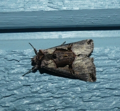 Autographa ampla