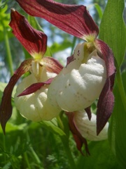 Cypripedium