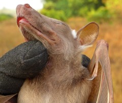 Epomophorus crypturus