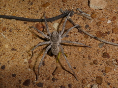 Hoggicosa