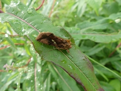 Autographa bimaculata