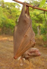 Epomophorus crypturus