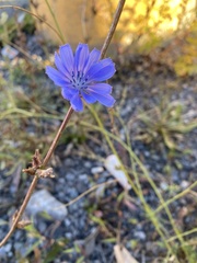 Cichorium intybus