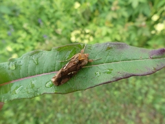 Autographa bimaculata