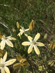 Triteleia ixioides scabra
