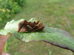 Autographa bimaculata