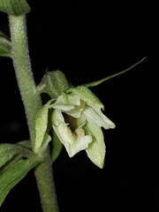 Epipactis krymmontana