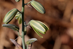 Albuca glauca