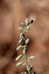 Albuca glauca
