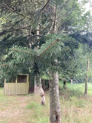 Abies nordmanniana